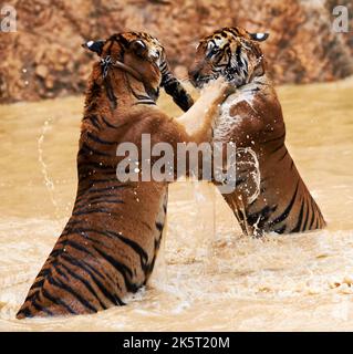 Tiger vs Tiger. Due tigri che combattono sulle loro zampe posteriori in una diga. Foto Stock