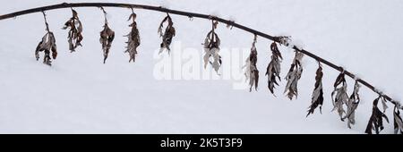 stagione invernale innevata in natura. neve fresca ghiacciata e fiocchi di neve ramo coperto di erbacce erbose pianta di erba in una gelida giornata invernale in foresta o gar Foto Stock