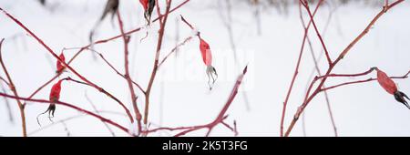 neve stagione invernale innevata in natura. neve fresca ghiacciata e fiocchi di neve rami coperti di rosa bush frutti rossi bacche nella gelida giornata invernale nella foresta Foto Stock