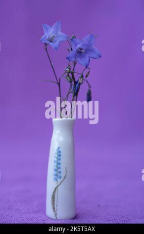 Campanula, conosciuta come fiori di campanile in mini vaso, isolata su sfondo viola Foto Stock