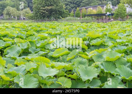 Piante di loto nello Stagno di loto (hasu no ike), nello Stagno di Shinobazu, Ueno, Tokyo, Giappone. Foto Stock