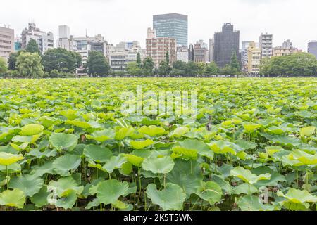 Vista degli edifici della città di Ueno, con le piante di loto di Shinobazu Pond, Ueno Park, in primo piano, Tokyo, Giappone. Foto Stock