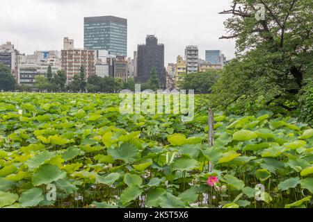 Vista degli edifici della città di Ueno, con le piante di loto di Shinobazu Pond, Ueno Park, in primo piano, Tokyo, Giappone. Foto Stock