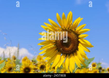 Un girasole fiorito (Helianthus annuus) con 2 piccole api al centro su alcuni fiori e lo sfondo del cielo blu del mattino con nuvole bianche sopra Foto Stock