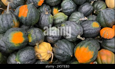 Squash di Acorn fresco da un mercato degli agricoltori in un fresco giorno d'autunno in Canada Foto Stock