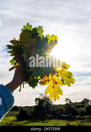 Donna in possesso di mazzo di foglie di quercia raccolto in Ashdown Forest il sole giorno d'autunno, Sussex orientale, Inghilterra UK Foto Stock