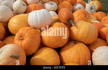 Zucche in vendita sul campo durante il raccolto in autunno in un mercato agricolo Foto Stock