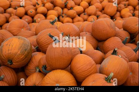 Zucche in vendita sul campo durante il raccolto in autunno in un mercato agricolo Foto Stock