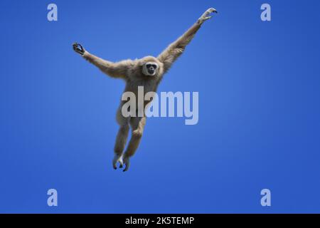 Jumping lar gibbon o bianco-mano gibbon (Hylobates lar), Sud-Est asiatico Foto Stock