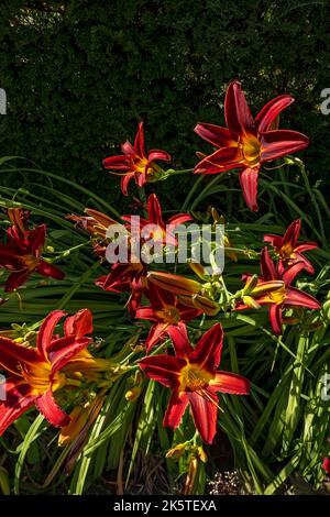 Primo piano di giglio rosso e giallo giglio giglio giglio giglio giglio giorno Hemerocallis fiori fiori che crescono in giardino confine Inghilterra Regno Unito Regno Unito Gran Bretagna Foto Stock