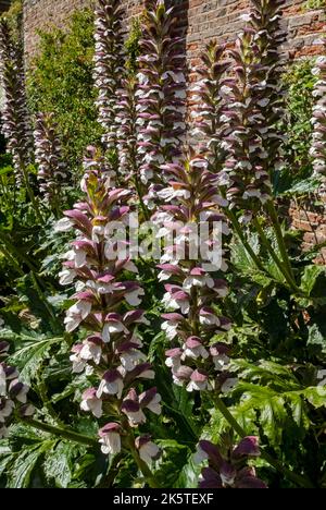 Acanthus mollis orsi britch braghe acanthaceae piante fiori fioritura in un giardino confine in estate Inghilterra Regno Unito Gran Bretagna Foto Stock