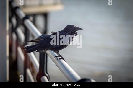 Un Carrion Crow (Corvus corone) si trova su una rotaia d'acciaio sul Worthing Pier nel Sussex occidentale, Regno Unito. Foto Stock