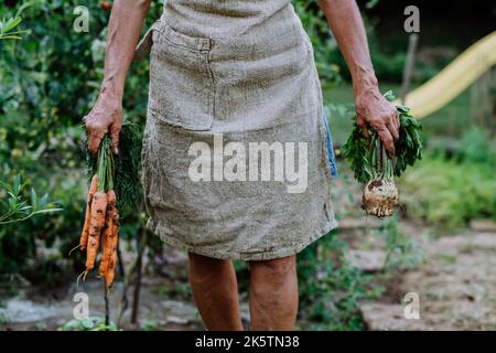 Contadina donna raccoglie carote e kohlrabi in giardino, primo piano Foto Stock