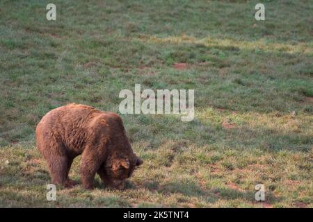 Orso bruno che cammina sull'erba nel Parco Naturale di Cabarceno, Cantabria, Spagna Foto Stock