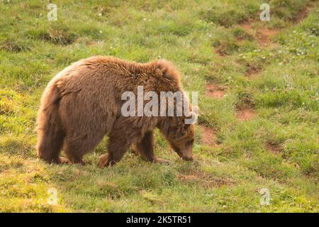 Orso bruno che cammina sull'erba nel Parco Naturale di Cabarceno, Cantabria, Spagna Foto Stock