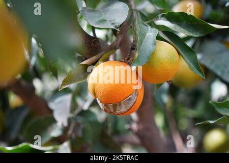 Arancione split aperto sull'albero, Spagna. Foto Stock