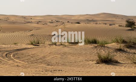 Splendida vista del paesaggio desertico con dune di sabbia e vegetazione desertica che cresce in zone presso la riserva di conservazione del deserto di al Marmoom ad al Qu Foto Stock
