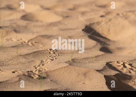 Erba verde che cresce sulle dune di sabbia presso la riserva di conservazione del deserto al Marmoom a al Qudra a Dubai, Emirati Arabi Uniti. Foto Stock