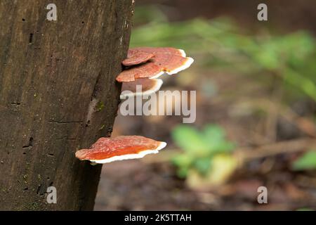 Funghi selvatici, Ganoderma lucido cresce sul lato di un tronco di albero nelle foreste di Goa in India. Foto Stock