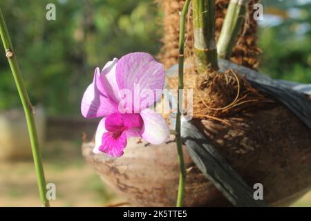 Fuoco selettivo di dendrobium larat orchid (bangkok fantasia) nel giardino. Con il nome latino Dendrobium bigibbum o Dendrobium Phalaenopsis. Foto Stock