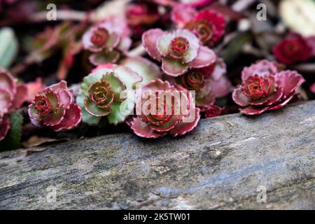 Stonecrop a due file (Phedimus spurius) Foto Stock