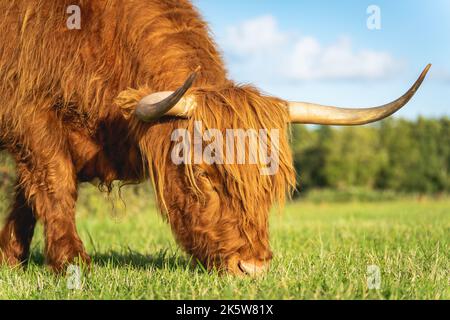 Mucche Highlander nelle dune di Wassenaar Paesi Bassi. Foto Stock