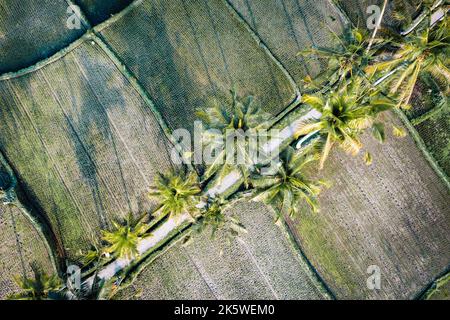 Vista aerea sulla terrazza di riso Balinese. Direttamente sopra Foto Stock
