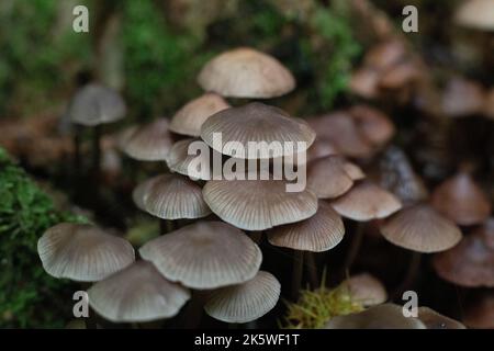 Funghi in legno su tronchi con muschio verde Foto Stock