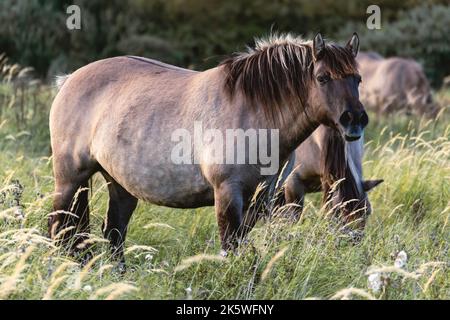 Cavalli selvatici nei campi di Wassenaar Paesi Bassi. Foto Stock