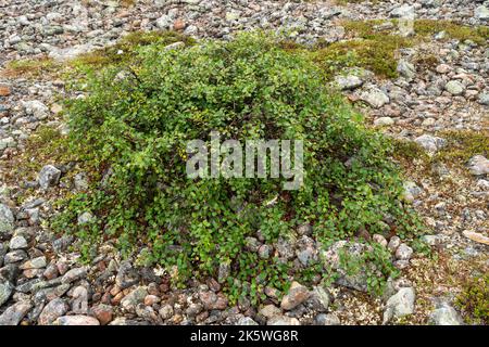 Una forma a bassa crescita di una betulla caduta chiamata la betulla Kiilopää (Betula pubescens ssp. czerepanovii var. Appressa) crescendo su una superficie rocciosa in Finlandia Foto Stock