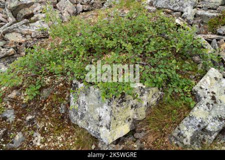 Una forma a bassa crescita di una betulla caduta chiamata la betulla Kiilopää (Betula pubescens ssp. czerepanovii var. Appressa) cresce su una roccia in Finlandia Foto Stock