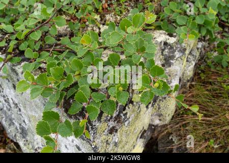 Una forma a bassa crescita di una betulla caduta chiamata la betulla Kiilopää (Betula pubescens ssp. czerepanovii var. Appressa) cresce su una roccia in Finlandia Foto Stock