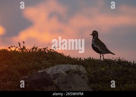 Stucchi d'oro europei in piedi su una collina durante un bellissimo e colorato tramonto estivo nel Parco Nazionale di Urho Kekkonen, Finlandia Foto Stock