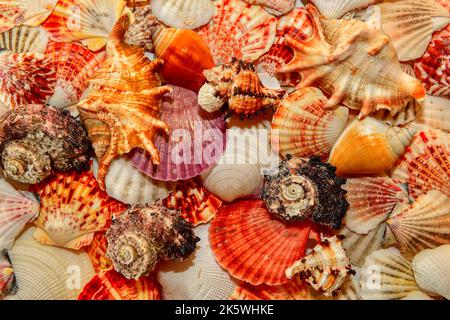 Conchiglie colorate astratto sfondo piatto giacere Foto Stock