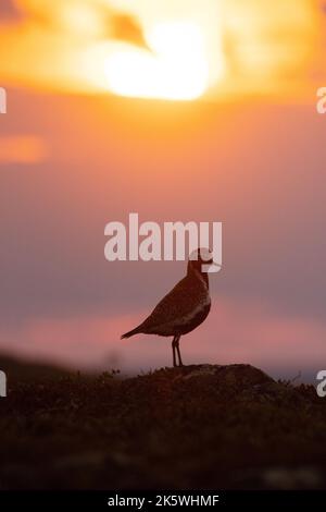 Stucchi d'oro europei in piedi su una collina durante un bellissimo e colorato tramonto estivo nel Parco Nazionale di Urho Kekkonen, Finlandia Foto Stock