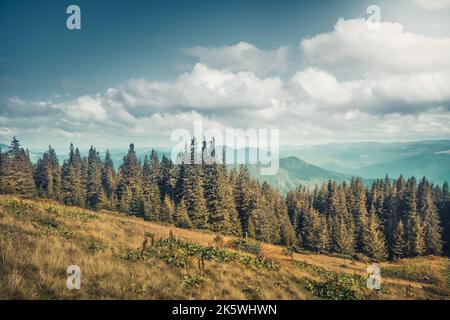 Splendido paesaggio forestale autunnale. Pinete e prato di erba gialla contro il cielo nuvoloso blu. Splendidi altopiani alpini nelle giornate di sole. Splendido sfondo naturale. Viaggio, avventura, idea immagine. Foto Stock