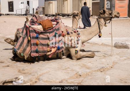 cammelli in attesa di dare ai turisti giri intorno alle piramidi sull'altopiano di giza sulla riva occidentale del nilo egitto Foto Stock