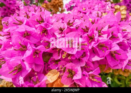 Il bel rosa estivo di una Bougainvillea Santa Margherita Ligure Italia. Settembre 2022 Foto Stock