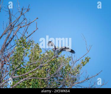 Un Osprey (Pandion haliaetus) si trova sui rami degli alberi della riserva naturale del bacino di Sepulveda a Van Nuys, CA. Foto Stock