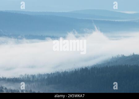 Nebbia commovente tra le campane durante una notte d'estate nel Parco Nazionale di Urho Kekkonen, Finlandia settentrionale Foto Stock