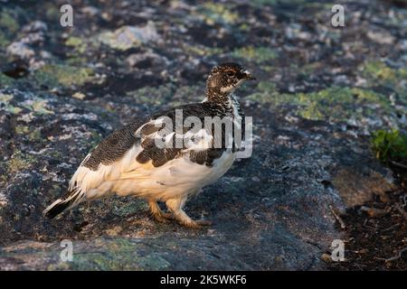 Ptarmigan della roccia che si erge su una superficie rocciosa durante un'alba estiva nel Parco Nazionale di Urho Kekkonen, Finlandia settentrionale Foto Stock