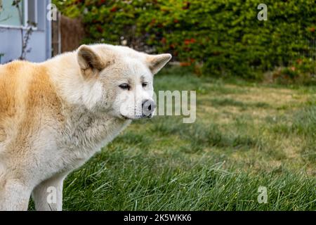 Bellissimo esemplare di cane Akita giapponese nel parco. Animale domestico con capelli abbondanti. Foto Stock