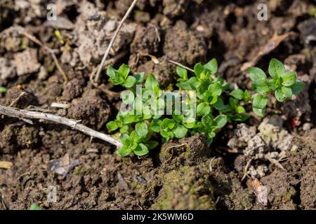 Stellaria media fusto e foglie di ceci Foto Stock