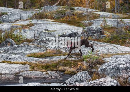 Giovane cane tedesco Shorthaired Pointer (Kurzhaar) che corre liberamente nella foresta autunnale durante l'addestramento alla caccia Foto Stock