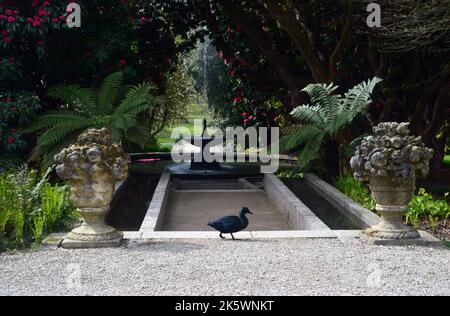 Single East Indie 'Black East Indian' (Anas platyrhynchos) Ornamental Duck vicino alla Fontana presso Holker Hall & Gardens, Lake District, Cumbria, Inghilterra Foto Stock