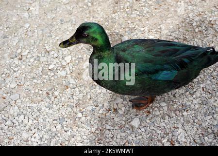 Single East Indie 'Black East Indian' (Anas platyrhynchos) Ornamental Duck vicino alla Fontana presso Holker Hall & Gardens, Lake District, Cumbria, Inghilterra Foto Stock