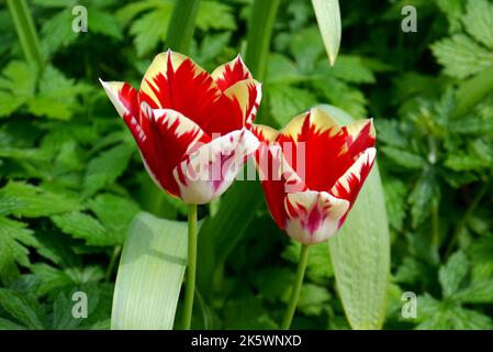 Coppia di tulipani bicolore gialli e rossi Tulipa 'Helmar' ai confini di Holker Hall & Gardens, Lake District, Cumbria, Inghilterra, Regno Unito Foto Stock