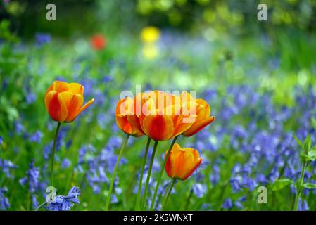 Fiori di tulipano rossi e gialli ' Apeldoorn Elite' coltivati con Bluebells ai confini del Giardino estivo presso Holker Hall & Gardens, Cumbria. REGNO UNITO. Foto Stock