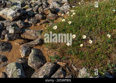 Un gruppo di dryas Bianco, Dryas Octopetala cresce su un terreno roccioso nel Parco Nazionale di Urho Kekkonen, Finlandia settentrionale Foto Stock