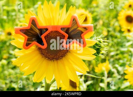 Occhiali da sole con stella arancione su un girasole giallo brillante in un campo Foto Stock